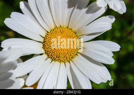 Gros plan en camomille à fleurs blanches Banque D'Images