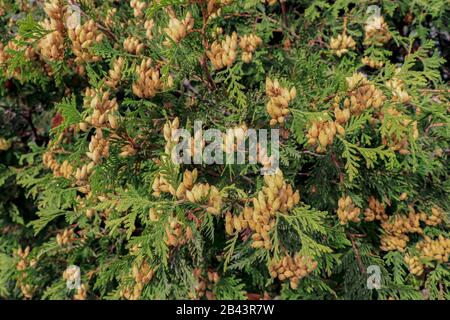 Gros plan de Thuja occidentalis, cèdre blanc du nord, cèdre blanc de l'est/Canada Banque D'Images