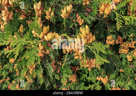 Gros plan de Thuja occidentalis, cèdre blanc du nord, cèdre blanc de l'est/Canada Banque D'Images