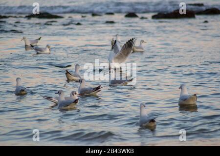 Grand groupe de mouettes dans l'eau, concept de la nature, oiseaux aquatiques, plein air Banque D'Images