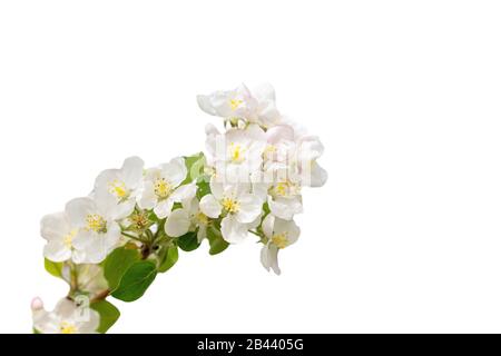 branche de fleurs d'apple isolée sur des fleurs blanches sur des branches. Banque D'Images