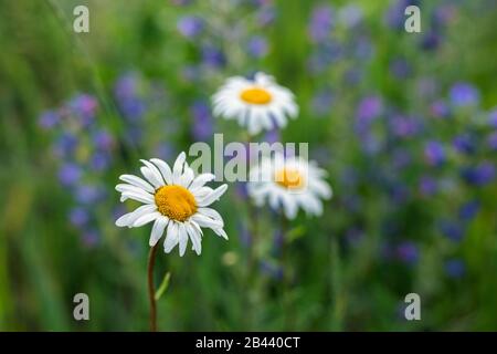 fleur de camomille sur fond de jardin flou. Matricaria chamomilla ou Chamaemelum nobile. Banque D'Images