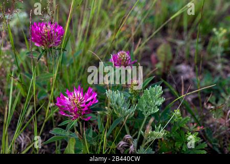 trèfle de prairie, fleur de trèfle rose ou rouge sur fond de prairie verte. Banque D'Images