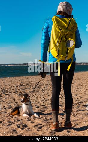 Mini chien Bergers australien qui pond sur le sable sur une plage. Les femmes marchant son chien une journée d'hiver froide. Banque D'Images