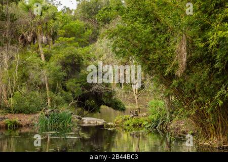 Petit ressort naturel traversant un jardin arboré dense. Banque D'Images