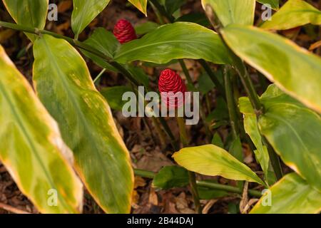 Shampooing gingembre plante dans un jardin botanique. Banque D'Images