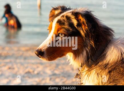 Un mini chien bergers australien se rapproche en regardant le coucher du soleil sur une plage. Banque D'Images