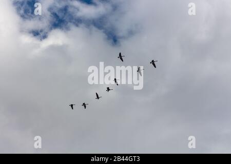 Troupeau d'oies volant en ligne droite dans le ciel bleu nuageux. Banque D'Images