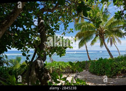 L'île exotique des Tonga avec des mers bleues et des frondes de noix de coco au soleil Banque D'Images