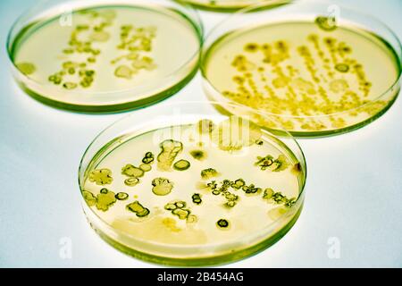 Mélange de colonies de bactéries et de champignons dans divers boîtes de Petri Banque D'Images