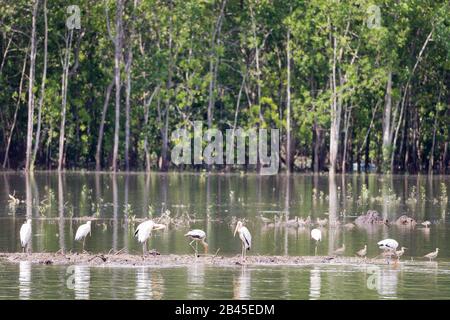 La réserve de Sungei Buloh, Singapour Banque D'Images