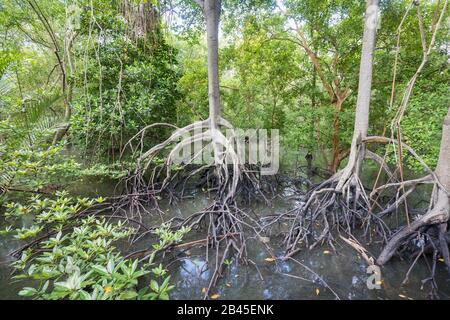 La réserve de Sungei Buloh, Singapour Banque D'Images