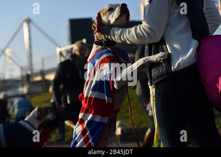 Un pointeur portant un manteau drapeau de l'Union arrive au Centre National des Expositions de Birmingham (NEC) pour le deuxième jour du spectacle de chiens Crufts. Photo PA. Date De Publication : Vendredi 6 Mars 2020. Voir PA histoire ANIMAUX Crufts. Crédit photo devrait lire: Jacob King/PA Fil Banque D'Images