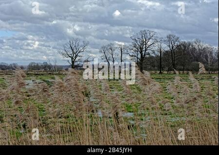 Schwimmenden Wiesen am Steinhuder Meer, Winzlar. Banque D'Images