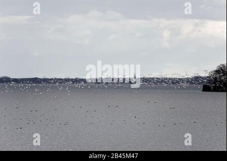 Schwimmenden Wiesen am Steinhuder Meer, Winzlar. Banque D'Images