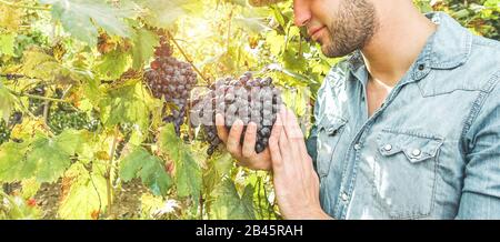 Les mains de l'agriculteur avec des raisins noirs fraîchement récoltés - jeune homme tenant bio grappe de raisin italienne - agriculture biologique, style de vie de vignoble, et travail Banque D'Images