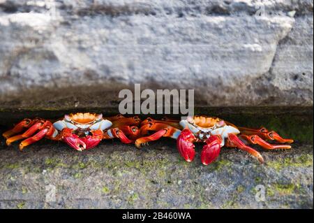 Îles Galapagos, Équateur. Sally Lightfoot Crab (Grapsus Grapsus), Port Egas (Baie James) Isla Santiago (Île Santiago), Îles Galapagos, Équateur. Banque D'Images