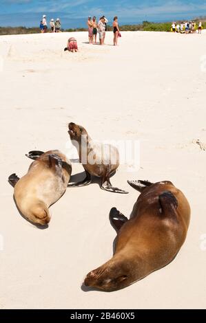 Galapagos (Zalophus wollebaeki), Gardner Bay, Isla Española (Española Island aussi appelée Hood Island), Galapagos Islands, Équateur. Banque D'Images