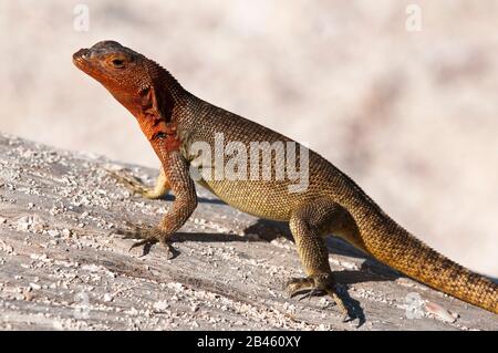 Lava Lizard (Microlophus Albemarlensis), Suárez Point, Isla Española (Espanola Ou Hood Island), Îles Galapagos, Équateur. Banque D'Images