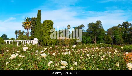 Buenos Aires, Argentine. Rose Park dans Parque Tres de Febrero, ou Boques de Palerme (Palermo Woods en langue anglaise), un parc urbain à Palerme Banque D'Images