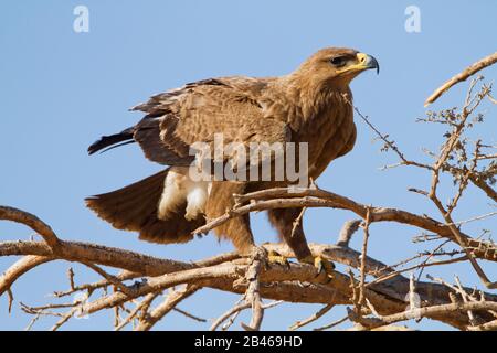 L'aigle des steppes (Aquila nipalensis) Banque D'Images