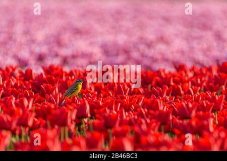 Un oiseau jaune de queue de cheval (motacilla flava) est assis sur une tulipe dans un champ de tulipe rouge et rose en Hollande Banque D'Images