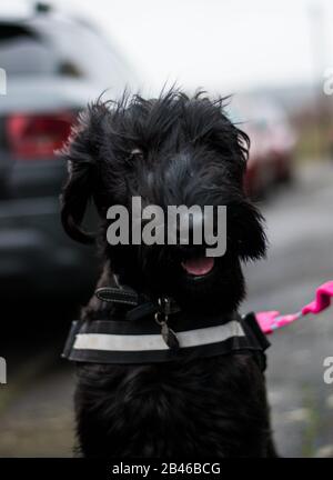 Schnauzer géant Banque D'Images