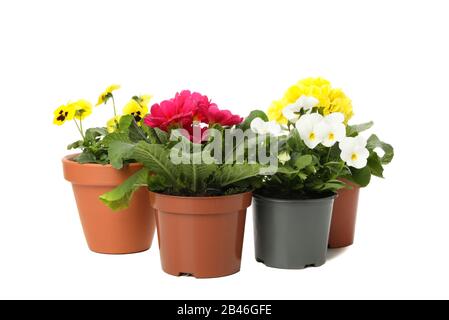 Primroses et pansies dans des pots isolés sur fond blanc Banque D'Images