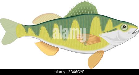 Illustration Du Vecteur Perch Illustration de Vecteur