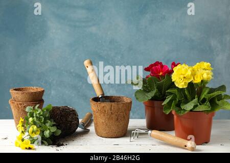 Fleurs et outils de jardinage sur fond bleu, espace pour le texte Banque D'Images