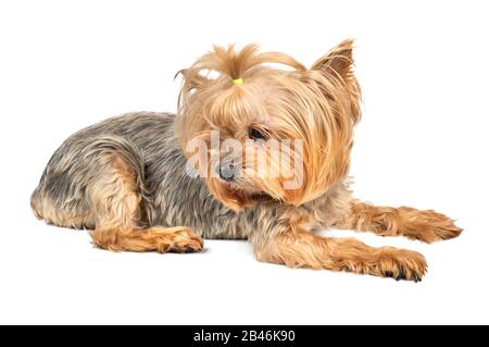 Mini chien Yorkshire Terrier se trouve sur un fond blanc Banque D'Images