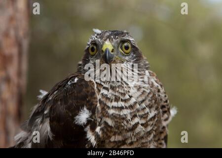 Blanche eurasienne (Accipiter nisus) Banque D'Images