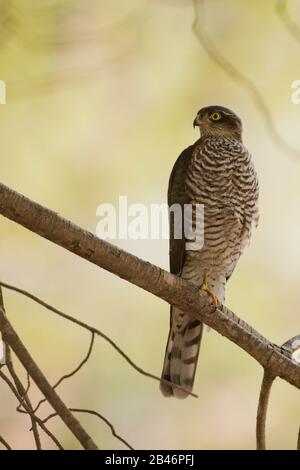 Sparrowawk eurasien (Accipiter nisus) debout sur une branche Banque D'Images