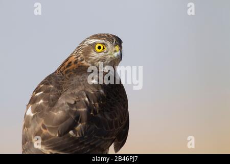 Blanche eurasienne (Accipiter nisus) Banque D'Images