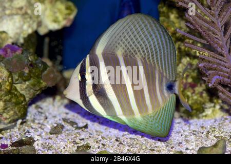 Pacific Sailfin Tang, Zebrasoma veliferum, dans un cadre de récif Banque D'Images