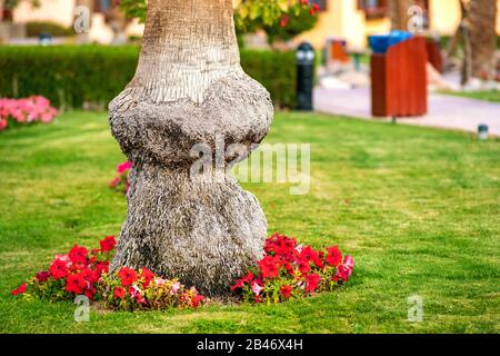 Gros plan sur un grand tronc d'un vieux palmier qui pousse sur une pelouse d'herbe verte avec des fleurs rouges autour. Banque D'Images