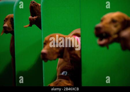 Vizslas hongrois au Centre national des expositions de Birmingham (NEC) pour la deuxième journée du spectacle de chiens Crufts. Banque D'Images