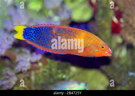 Le Coris Wrasse rouge, également connu sous le nom de Clown Wrasse, Red Labrid ou Yellowtail Coris, Coris gaimard Banque D'Images