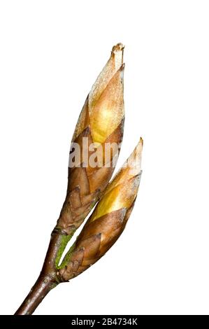 Hêtre européen / hêtre commun (Fagus sylvatica) gros plan de brindille avec des bourgeons d'ouverture au printemps sur fond blanc Banque D'Images