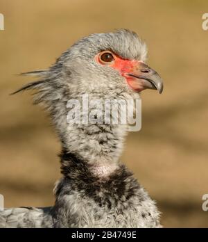 portrait du screamer du sud (chuna torquata), également connu sous le nom de screamer dépoli regardant vers le haut Banque D'Images