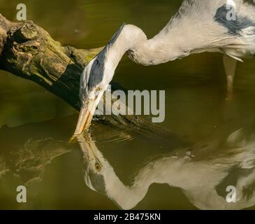 super héron bleu à la recherche de nourriture dans l'eau dans le zoo de pilsen Banque D'Images