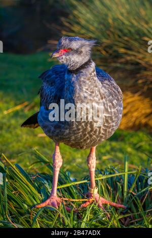 Crested Screamer à Slimbridge Banque D'Images