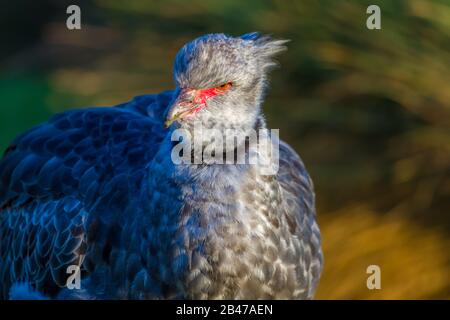 Crested Screamer à Slimbridge Banque D'Images