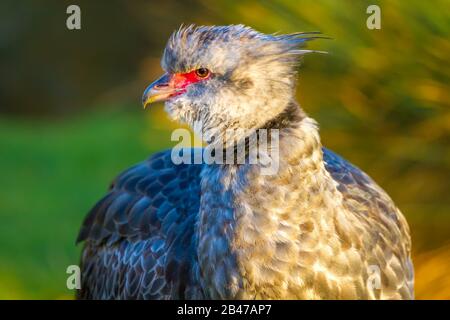 Crested Screamer à Slimbridge Banque D'Images