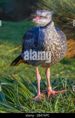 Crested Screamer à Slimbridge Banque D'Images