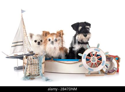 schnauzer miniature et chihuahuas devant un fond blanc Banque D'Images