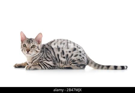 Bengal Cat in front of white background Banque D'Images