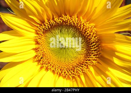 Gros plan d'une tête de tournesol (helianthus) et de fleurs jaunes en face d'un mur de briques rouges lors d'une journée ensoleillée d'été. Banque D'Images