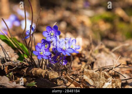 Fleurs de l'hepatica qui fleurissent au début du printemps Banque D'Images