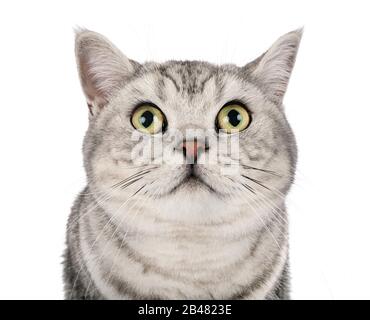 British Shorthair devant un fond blanc Banque D'Images